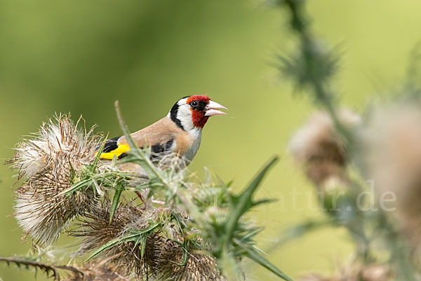 Stieglitz (Carduelis carduelis)