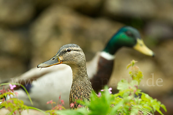 Stockente (Anas platyrhynchos)