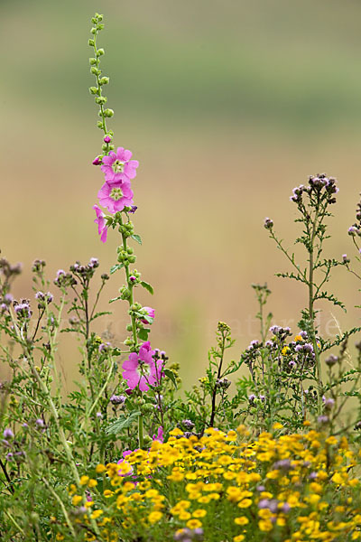 Stockrose spec. (Alcea heldreichii)