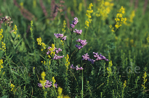 Strandflieder (Limonium spec.)