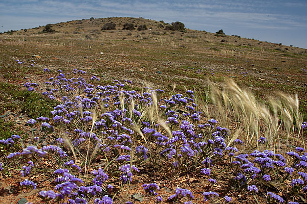 Strandflieder (Limonium spec.)