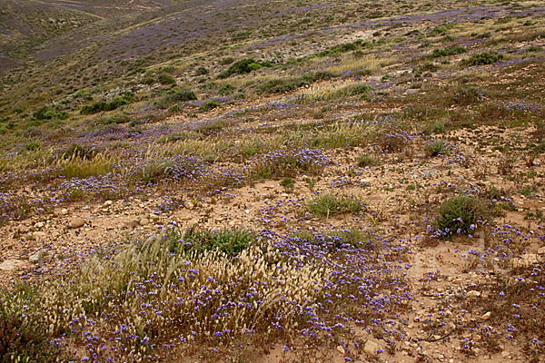 Strandflieder (Limonium spec.)