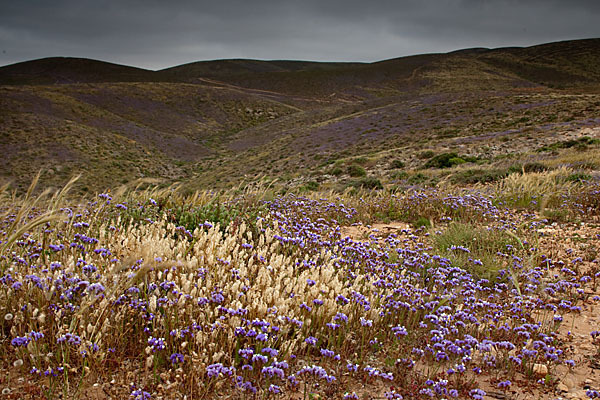 Strandflieder (Limonium spec.)