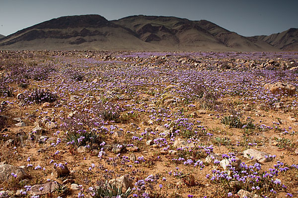 Strandflieder (Limonium spec.)