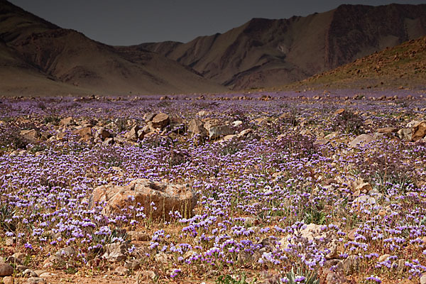 Strandflieder (Limonium spec.)