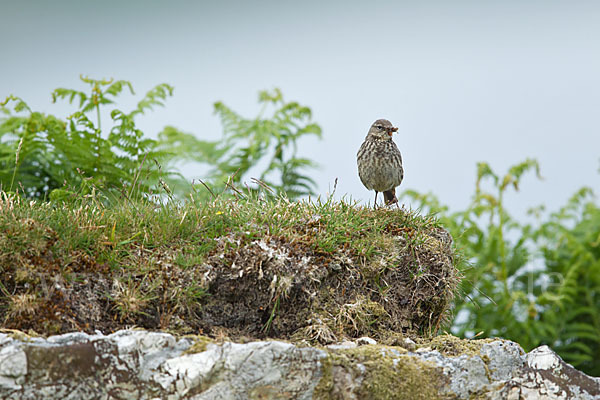 Strandpieper (Anthus petrosus)