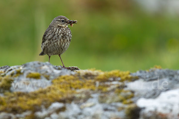 Strandpieper (Anthus petrosus)