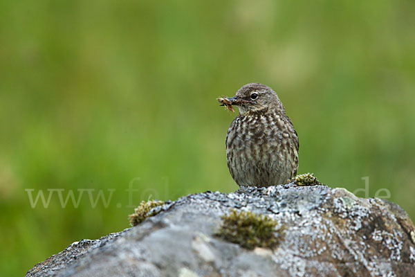Strandpieper (Anthus petrosus)