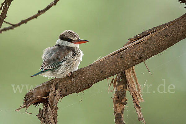 Streifenliest (Halcyon chelicuti)