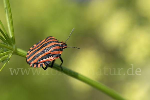 Streifenwanze (Graphosoma lineatum)