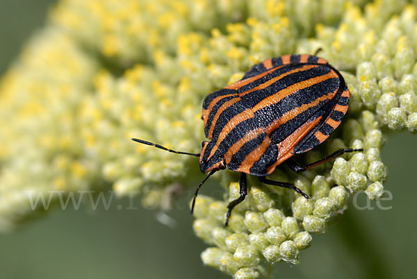 Streifenwanze (Graphosoma lineatum)