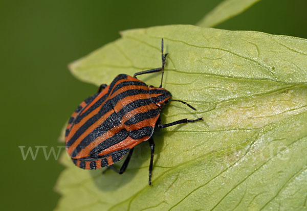 Streifenwanze (Graphosoma lineatum)