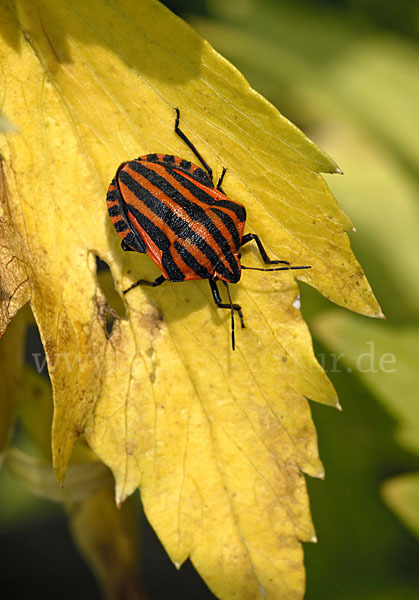 Streifenwanze (Graphosoma lineatum)