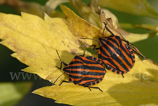 Streifenwanze (Graphosoma lineatum)