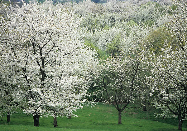 Streuobstwiese (meadow orchard)