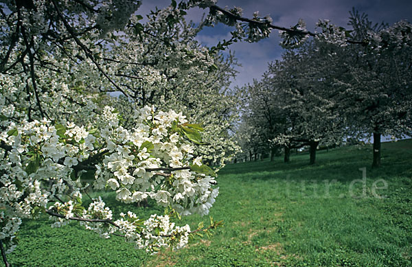 Streuobstwiese (meadow orchard)