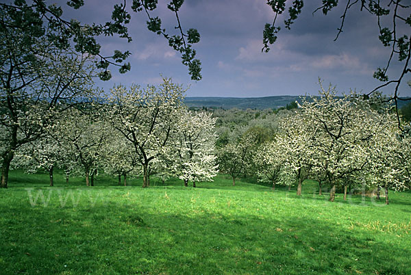 Streuobstwiese (meadow orchard)