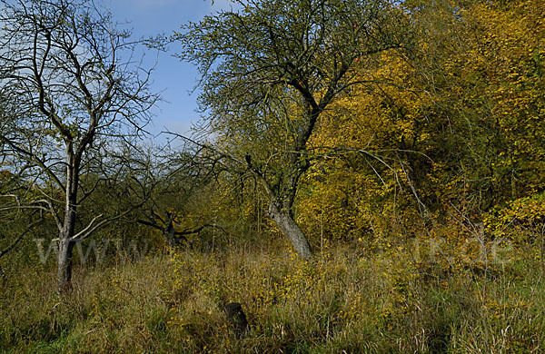 Streuobstwiese (meadow orchard)