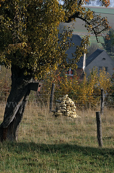 Streuobstwiese (meadow orchard)