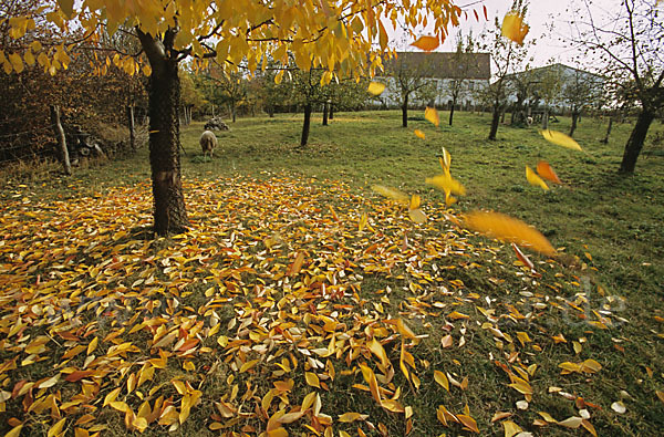 Streuobstwiese (meadow orchard)