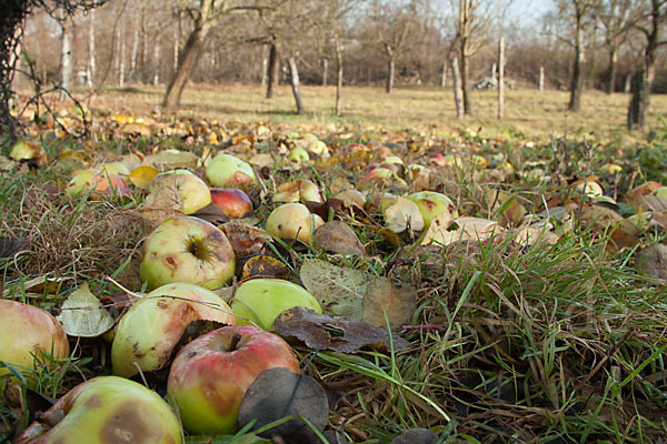 Streuobstwiese (meadow orchard)