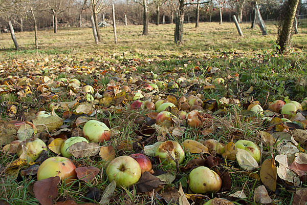 Streuobstwiese (meadow orchard)