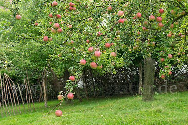 Streuobstwiese (meadow orchard)