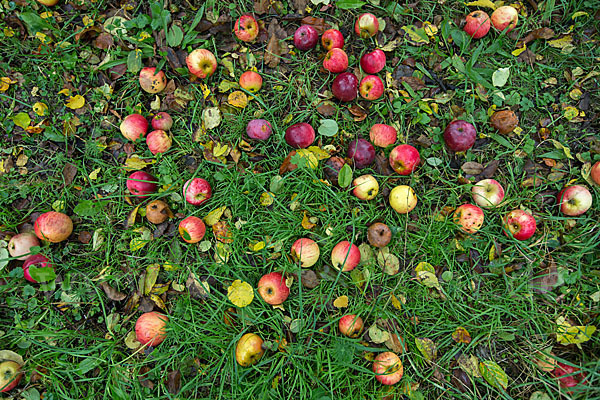 Streuobstwiese (meadow orchard)