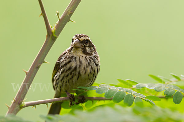 Strichelgirlitz (Serinus striolatus)