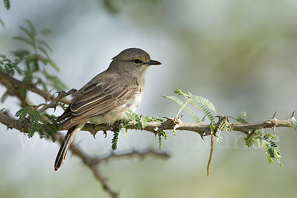Strichelkopfschnäpper (Bradornis microrhynchus)