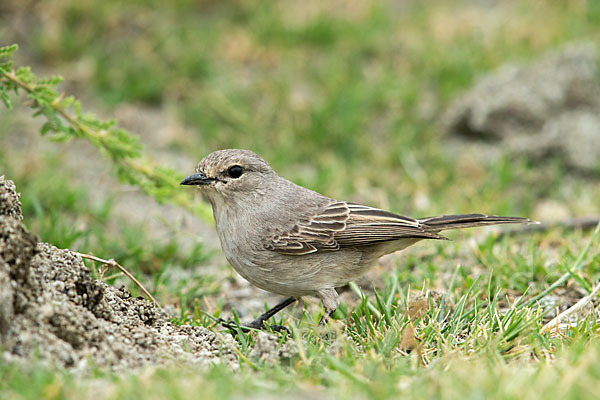 Strichelkopfschnäpper (Bradornis microrhynchus)