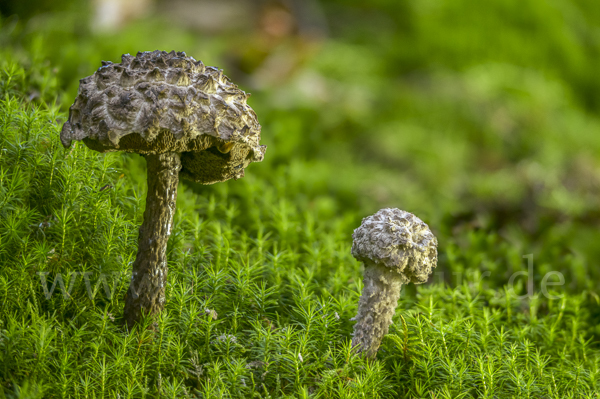 Strubbelkopf (Strobilomyces strobilaceus)