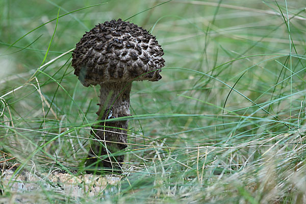 Strubbelkopf (Strobilomyces strobilaceus)