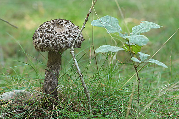 Strubbelkopf (Strobilomyces strobilaceus)