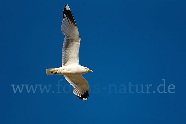 Sturmmöwe (Larus canus)