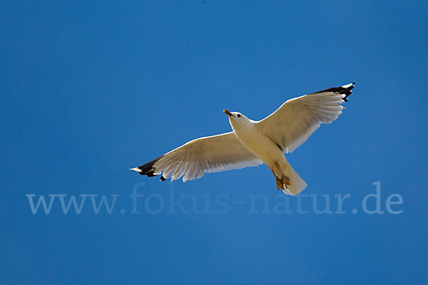 Sturmmöwe (Larus canus)