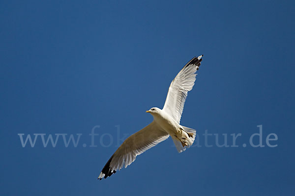 Sturmmöwe (Larus canus)