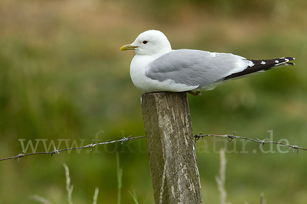 Sturmmöwe (Larus canus)