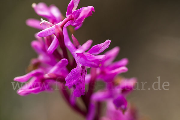 Südfranzösisches Knabenkraut (Orchis mascula ssp. olbiensis)