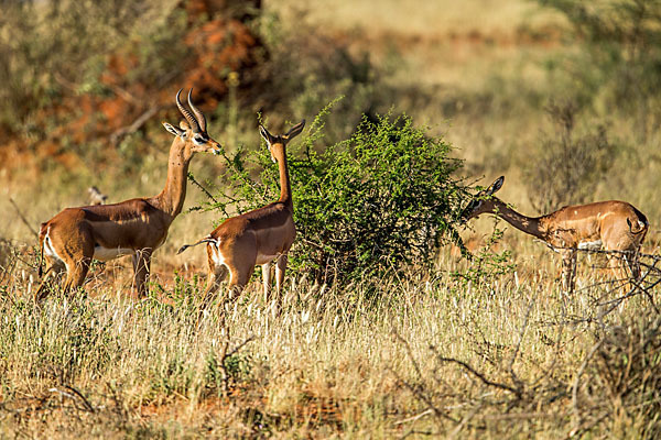 Südliche Giraffengazelle (Litocranius walleri)