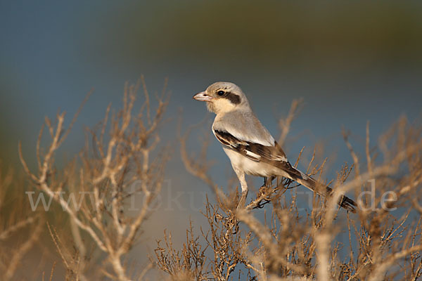 Südlicher Raubwürger (Lanius meridionalis algeriensis)