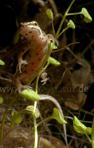 Südlicher Teichmolch (Lissotriton vulgaris meridionalis)