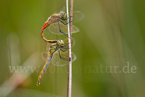 Sumpf-Heidelibelle (Sympetrum depressiusculum)