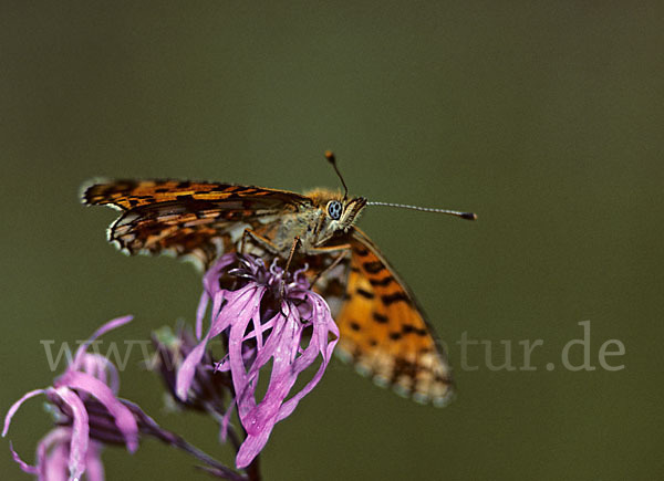 Sumpfwiesen-Perlmutterfalter (Boloria selene)