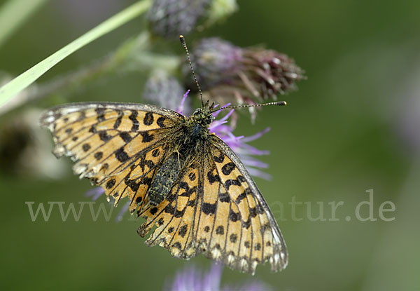 Sumpfwiesen-Perlmutterfalter (Boloria selene)