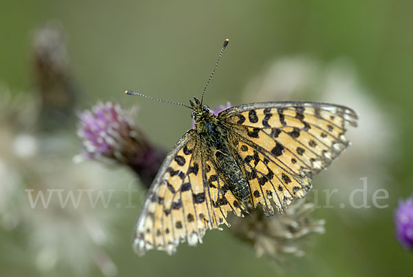 Sumpfwiesen-Perlmutterfalter (Boloria selene)