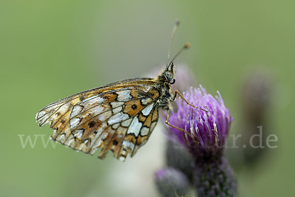 Sumpfwiesen-Perlmutterfalter (Boloria selene)