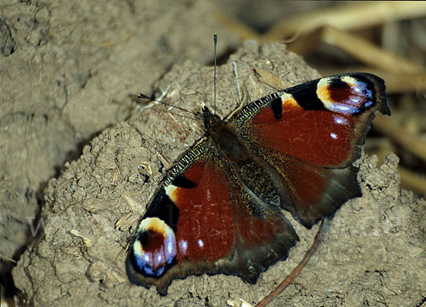 Tagpfauenauge (Inachis io)