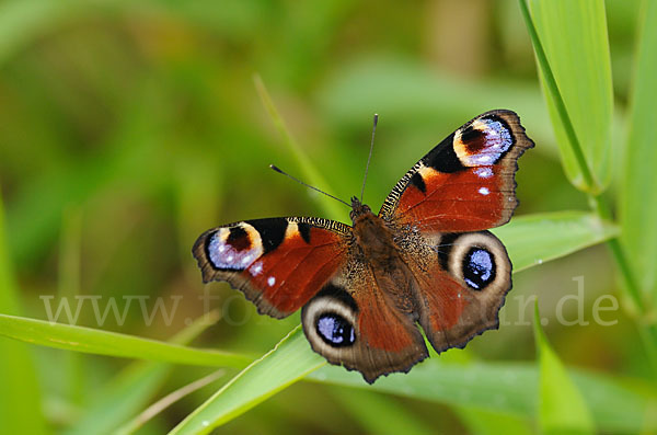 Tagpfauenauge (Inachis io)