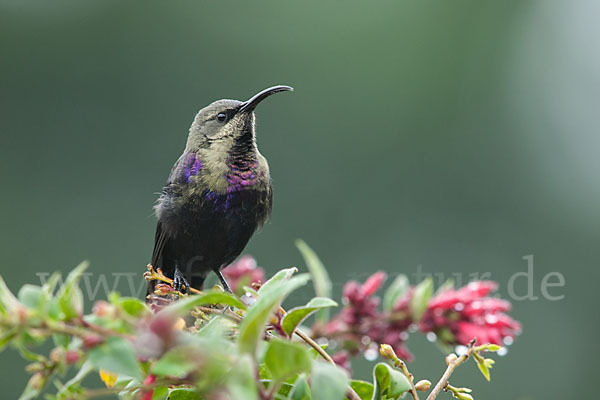 Takazzenektarvogel (Nectarinia tacazze)